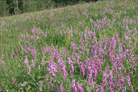 Attēlu rezultāti vaicājumam “Vicia tenuifolia flower”