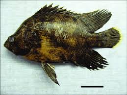 Image result for Lobotes surinamensis