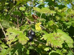 Attēlu rezultāti vaicājumam “Ribes uva-crispa fruit”