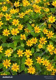 Image result for Sanvitalia procumbens