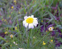 Attēlu rezultāti vaicājumam “Tripleurospermum inodorum flower”