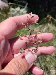 Attēlu rezultāti vaicājumam “Poa pratensis flower”
