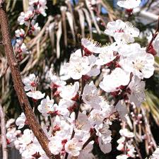 Attēlu rezultāti vaicājumam “Prunus armeniaca”