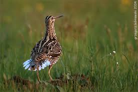 Image result for Gallinago media