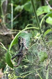 Attēlu rezultāti vaicājumam “Yponomeuta malinellus / cagnagella larva”