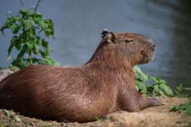 Attēlu rezultāti vaicājumam “Hydrochoerus hydrochaeris”