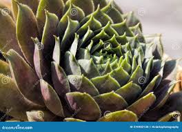 Attēlu rezultāti vaicājumam “Jovibarba globifera bud”