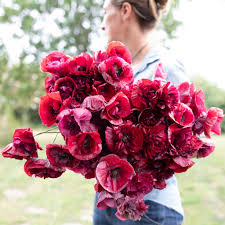 Image result for Papaver rhoeas 'Shirley'