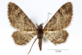 Attēlu rezultāti vaicājumam “Gymnoscelis rufifasciata”