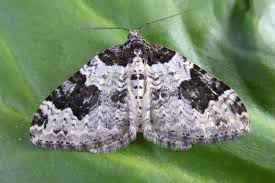 Attēlu rezultāti vaicājumam “Xanthorhoe montanata”