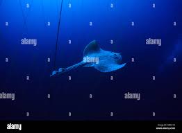 Image result for Raja brachyura