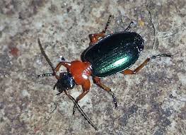 Attēlu rezultāti vaicājumam “Lebia chlorocephala”