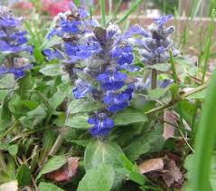 Attēlu rezultāti vaicājumam “Ajuga reptans bud”