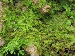 Attēlu rezultāti vaicājumam “Plagiomnium affine”