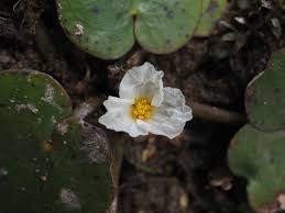Attēlu rezultāti vaicājumam “Hydrocharitaceae”
