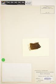 Attēlu rezultāti vaicājumam “Distichium capillaceum sporophyte”