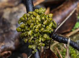 Attēlu rezultāti vaicājumam “Cetraria sepincola”