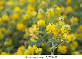 Attēlu rezultāti vaicājumam “Medicago sativa subsp. sativa flower”