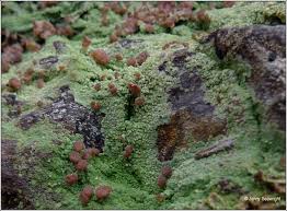 Attēlu rezultāti vaicājumam “Baeomyces rufus”