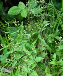 Attēlu rezultāti vaicājumam “Galinsoga quadriradiata leaf”