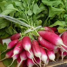 Image result for Radieschen