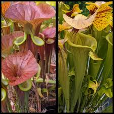 Attēlu rezultāti vaicājumam “Melampsora magnusiana”