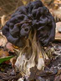 Attēlu rezultāti vaicājumam “Helvella”