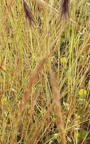 Attēlu rezultāti vaicājumam “Anisantha tectorum”