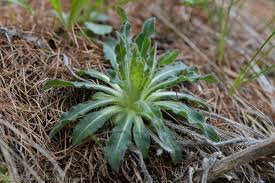 Image result for Campanula spicata