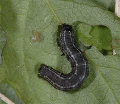 Attēlu rezultāti vaicājumam “Hydriomena furcata”