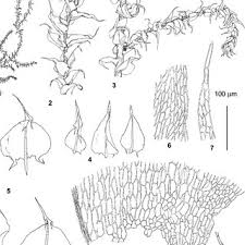 Attēlu rezultāti vaicājumam “Eurhynchium angustirete sporophyte”