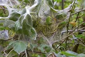 Attēlu rezultāti vaicājumam “Yponomeuta evonymella larva”