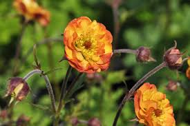 Attēlu rezultāti vaicājumam “Geum”