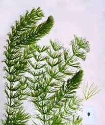 Attēlu rezultāti vaicājumam “Ceratophyllaceae”