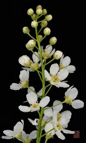 Attēlu rezultāti vaicājumam “Prunus padus var. roseiflora flower”
