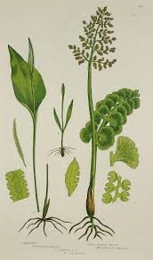 Attēlu rezultāti vaicājumam “Botrychium lunaria”