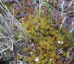 Attēlu rezultāti vaicājumam “Dicranum leioneuron”