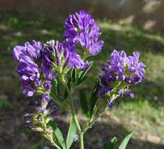 Attēlu rezultāti vaicājumam “Medicago sativa subsp. falcata flower”