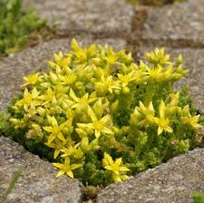 Attēlu rezultāti vaicājumam “Sedum acre flower”