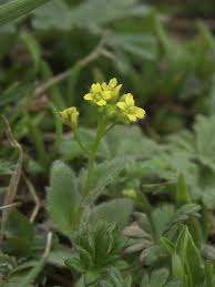 Attēlu rezultāti vaicājumam “Draba nemorosa”