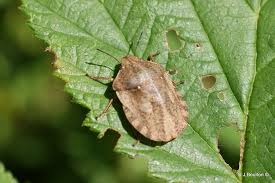 Attēlu rezultāti vaicājumam “Eurygaster testudinaria nymph”