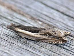 Attēlu rezultāti vaicājumam “Ancylis apicella”