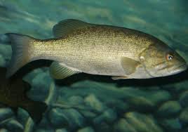 Image result for Micropterus dolomieu