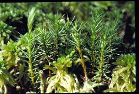 Attēlu rezultāti vaicājumam “Polytrichum strictum”