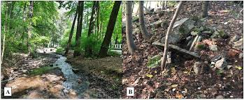 Attēlu rezultāti vaicājumam “Ommatoiulus vilnensis”