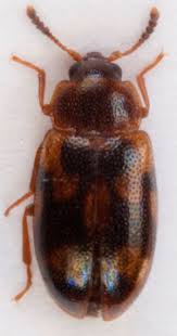 Attēlu rezultāti vaicājumam “Tetratoma ancora”