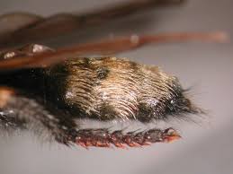 Attēlu rezultāti vaicājumam “Laphria gibbosa”