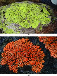 Attēlu rezultāti vaicājumam “Rhizocarpon geographicum”