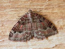 Attēlu rezultāti vaicājumam “Triphosa dubitata”