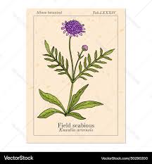 Attēlu rezultāti vaicājumam “Knautia arvensis leaf”